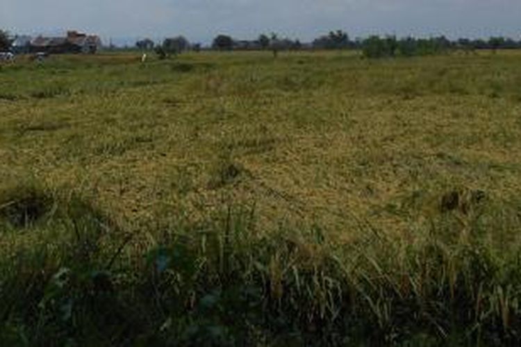 Area sawah di wilayah Sukoharjo, Jawa Tengah. 
