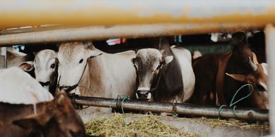 Beli Sapi Kurban 2026 Kapan? Ini Waktu Ideal dan Tips Memilihnya