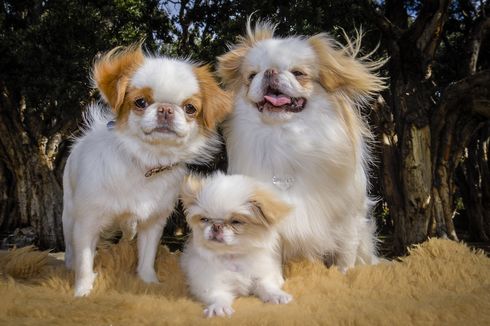 Bulu Anjing Rontok, Apa yang Harus Dilakukan Pemilik?