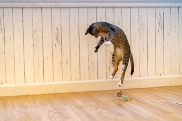 Seberapa tinggi kucing dapat melompat?