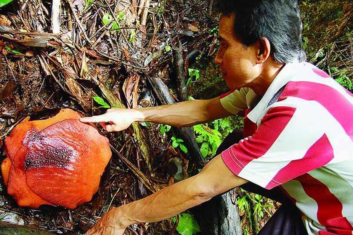 Anggota Tim Peduli Puspa Langka (TPPL) Kepahiang, Bengkulu, Selasa (16/2/10), menunjukkan kuncup Rafflesia arnoldii yang siap mekar di titik tumbuhnya di hutan lindung Bukit Daun, Kepahiang, Bengkulu. Sejak tahun 2000, TPPL menjaga dan memelihara 21 titik tumbuh bunga langka berdiameter hingga 1 meter di hutan lindung tersebut karena habitat bunga raksasa itu semakin rusak.
