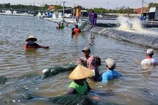 Ratusan Hektare Tambak di Tegal Diterjang Rob, Petani Udang Gagal Panen