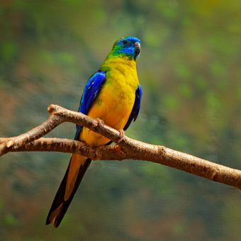 Ilustrasi burung turquoise parrot.