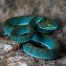 Temuan Mengejutkan dari Gua Kamboja: Ular Terbang hingga Pit Viper Biru
