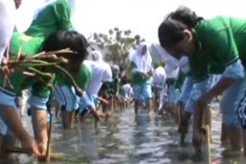 Hari Ozon Sedunia, Ratusan Siswa SMA Tanam Mangrove di Pantai