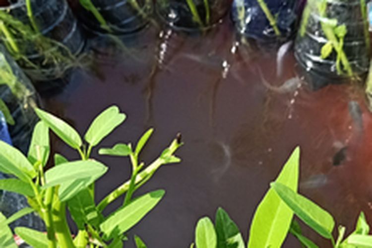 Ilustrasi menanam kangkung aquaponik