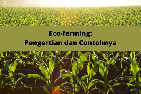 Eco-farming: Pengertian dan Contohnya