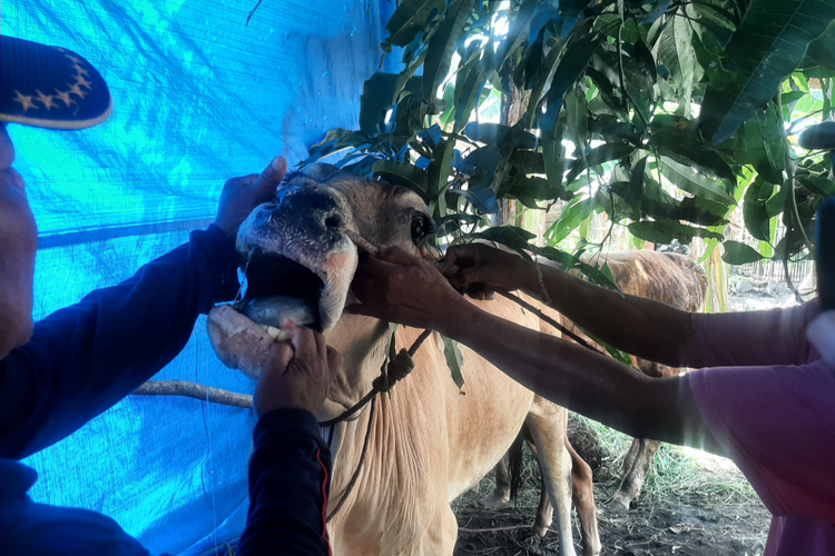 Peternak tunjukkan luka pada sapi akibat PMK