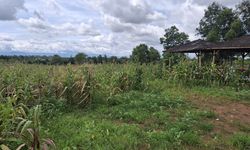 Tak Dipanen Serentak, Ini Skema Panen Jagung Program Ketahanan Pangan di Tigaraksa