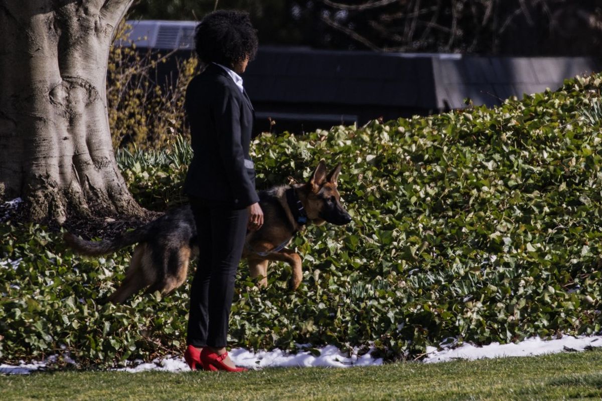 Commander, anjing German Shepherd milik Presiden AS Joe Biden saat diajak berjalan-jalan di South Lawn sebelum kembali ke Gedung Putih di Washington, DC, pada tanggal 13 Maret 2022. 