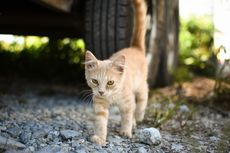 8 Tips Aman Traveling Bareng Kucing Pakai Mobil  