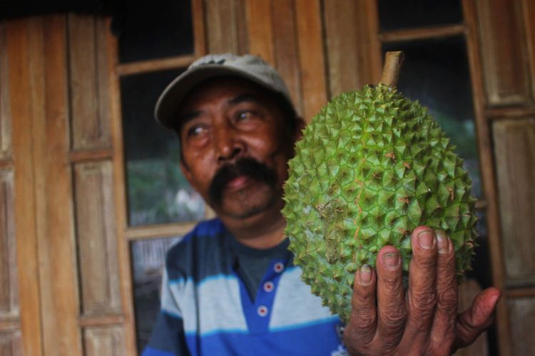 Suwarno pemilik durian tawing dari Dusun Tawing Desa Plumpung Kabupaten Magetan memperlihatkan buah durian miliknya. Keisitimewaan durian tawing adalah durian yang dihasilan dari pohon durian yang telah berusia ratusan tahun