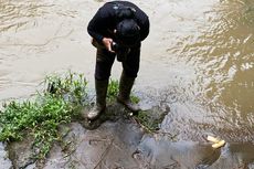 Begitu Sulit Mencari Berang-berang di Sungai Ciliwung...