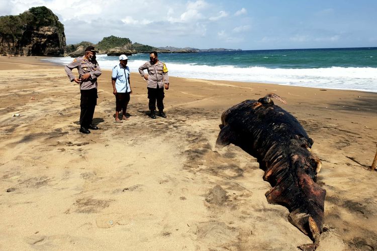 Warga dan nelayan di Pantai Jebring di Ngadipuro, Kecamatan Wonotirto, Kabupaten Blitar menemukan bangkai ikan paus yang diperkirakan jenis hiu paus. 2. Warga dan nelayan di Desa Ngadipuro, Kecamatan Wonotirto menggali pasir Pantai Jebring guna menguburkan bangkai ikan paus sepanjang sekitar 5 meter, Minggu (10/10/2021).