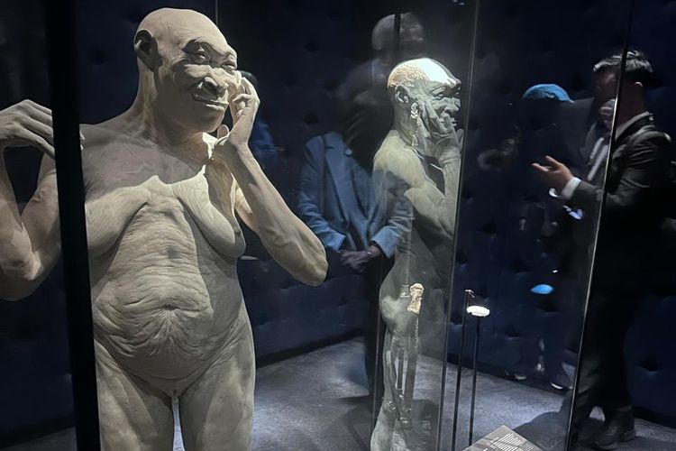 Fosil Homo erectus temuan Eugene Dubois dikembalikan Belanda ke Indonesia. (Sumber: Menteri Kebudayaan Fadli Zon)