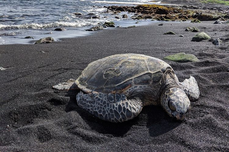 Ilustrasi penyu yang hendak bertelur.