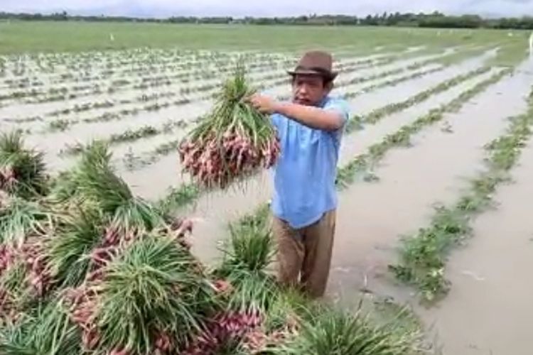 Petani di Kecamatan Wanasari Brebes saat panen dini bawang merah akibat terendam banjir, Sabtu (16/7/2022)