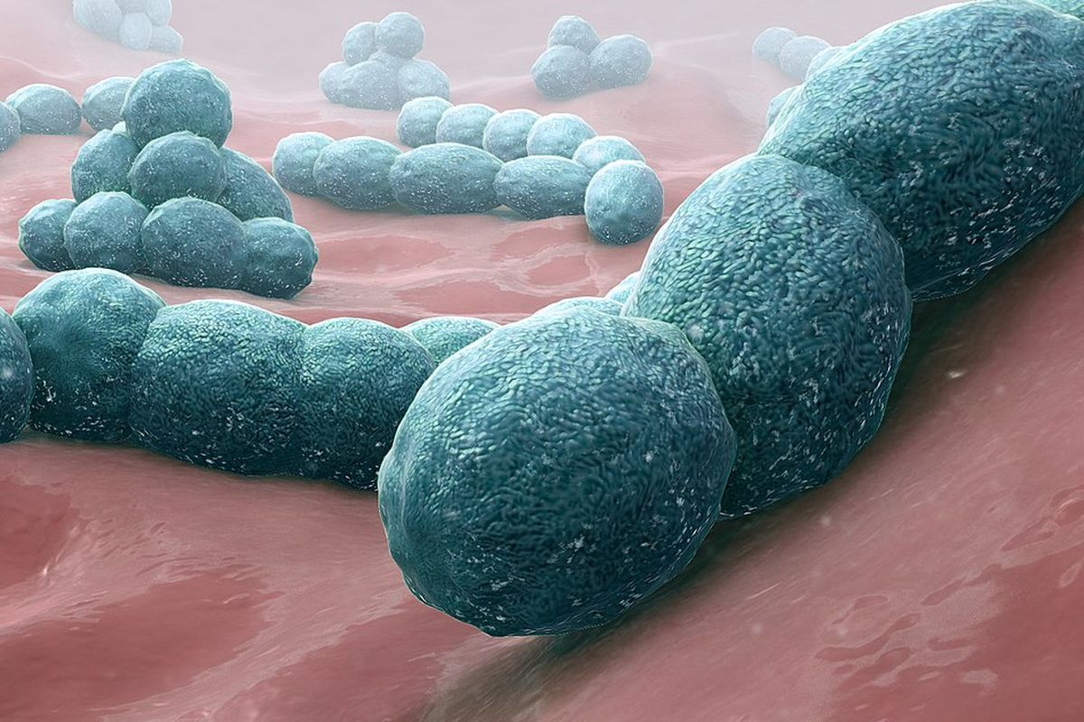 Ilustrasi bakteri Streptococcus pneumoniae penyebab penyakit meningitis.