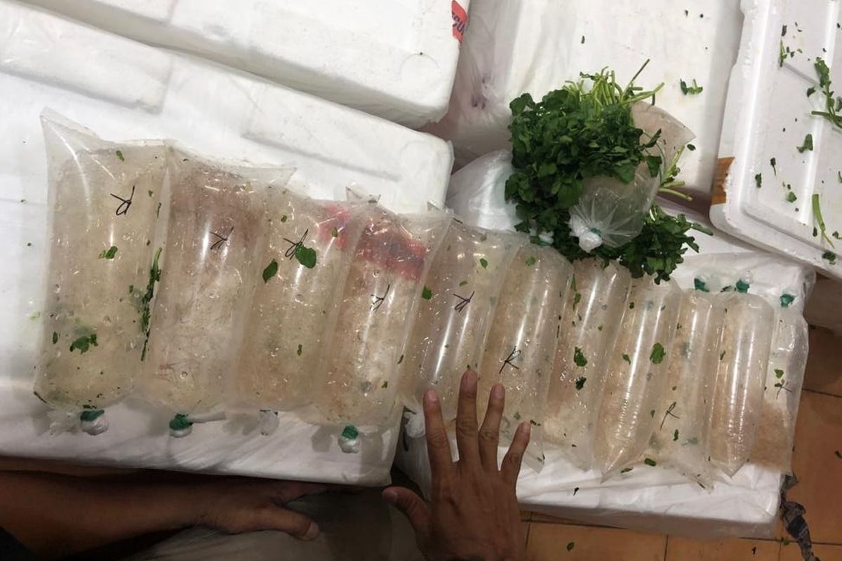 Sebanyak 72.290 benih bening lobster (benur) hasil selundupan terbongkar di Bandara Soekarno Hatta, Tangerang. Benur ilegal itu rencananya akan dikirim dari Bandara Soekarno-Hatta menuju Singapura melalui kargo pesawat Garuda Indonesia 