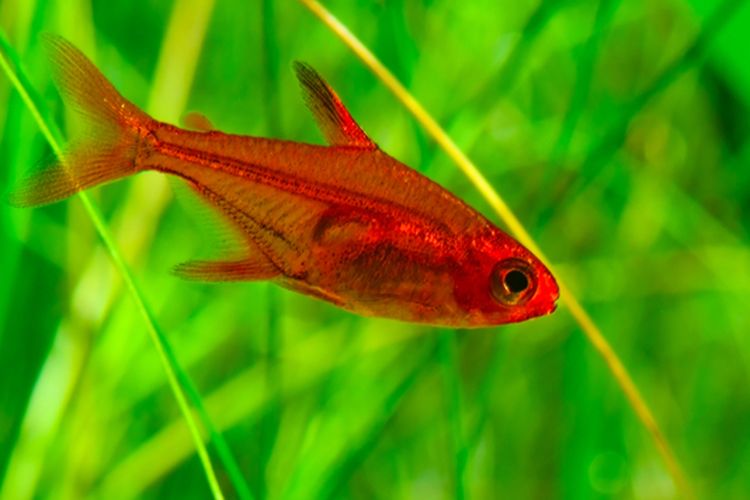 Ilustrasi ikan ember tetra