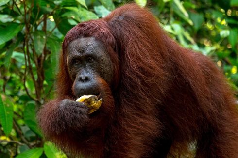 Jangan Lakukan Ini Saat Lihat Orangutan di TN Tanjung Puting
