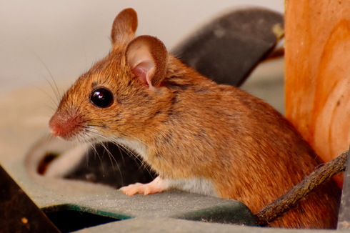 Kenali 7 Bau Tanda Keberadaan Tikus di Dalam Rumah