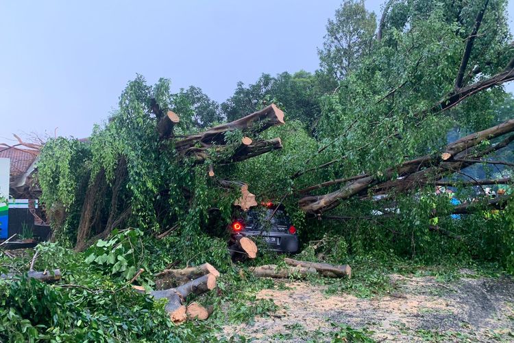 Salah satu pohon tumbang terjadi di Jl.PK.Bangsa Kota Kediri, Jawa Timur, Jumat (1/4/2022).