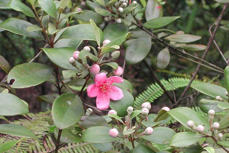 Ilustrasi tanaman kemunting atau karamunting (Rhodomyrtus tomentosa), daun kemunting.