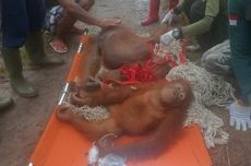 Penyelamatan Induk dan Anak Orangutan di Kotim, 3 Peluru Ditemukan Bersarang di Tubuh