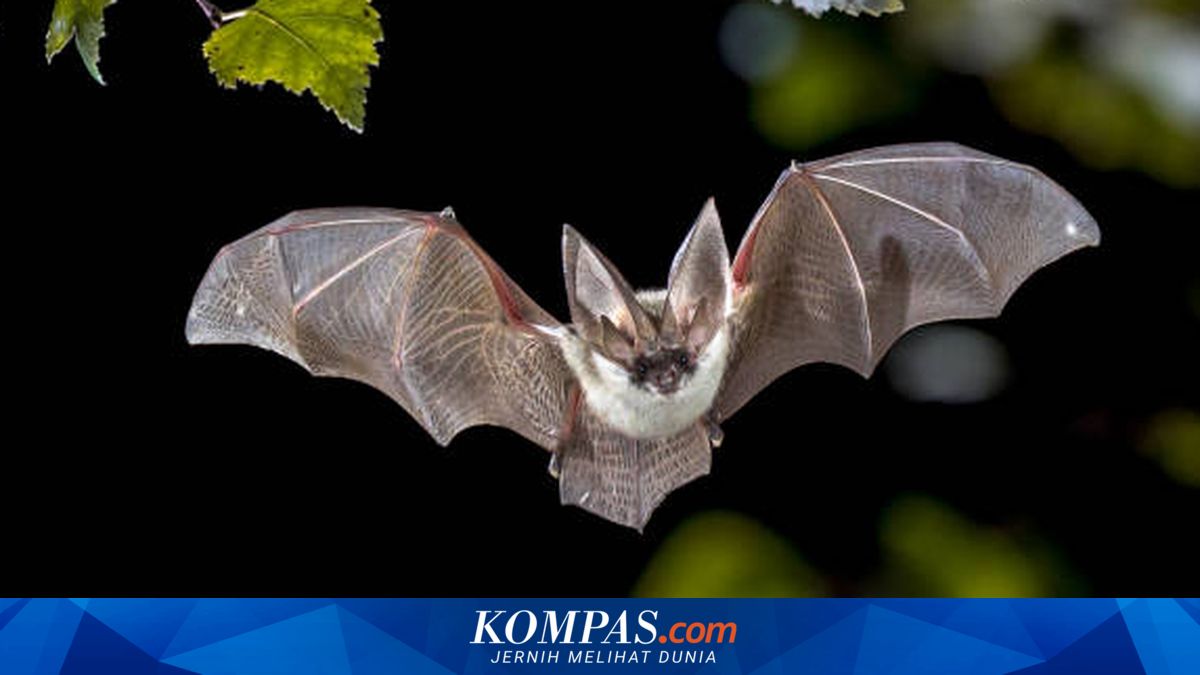 Kena Rabies, Anak 11 Tahun di Kanada Meninggal usai Kelelawar Hinggap di Wajah