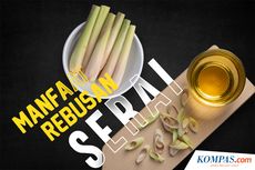 INFOGRAFIK: Manfaat Rebusan Serai