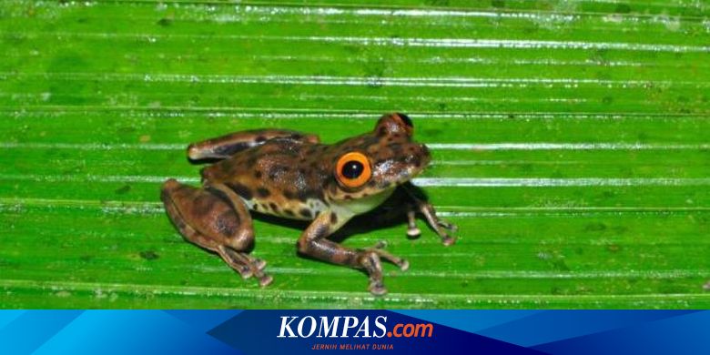 Hampir Punah Spesies Katak Baru Ditemukan Di Jalan Yang Terbengkalai Halaman All Kompas Com Get a s$20 amazon.sg gift card with grabpay. bogor kompas com
