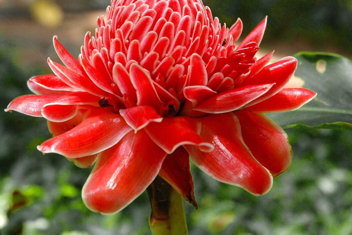 Ilustrasi bunga kecombrang (Etlingera elatior). 