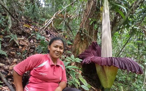 Corpse Flower Blooms in Family Farm in Indonesia’s West Sumatra