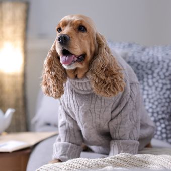 Ilustrasi anjing Cocker spaniel mengenakan sweater atau jaket selama musim hujan untuk menghangatkan tubuhnya.