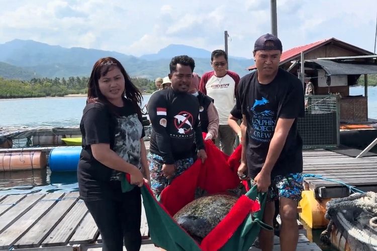 Pelepasliaran penyu hijau di perairan Desa Sumberkima, Kecamatan Gerokgak, Kabupaten Buleleng, Provinsi Bali, Kamis (21/11/2024). 