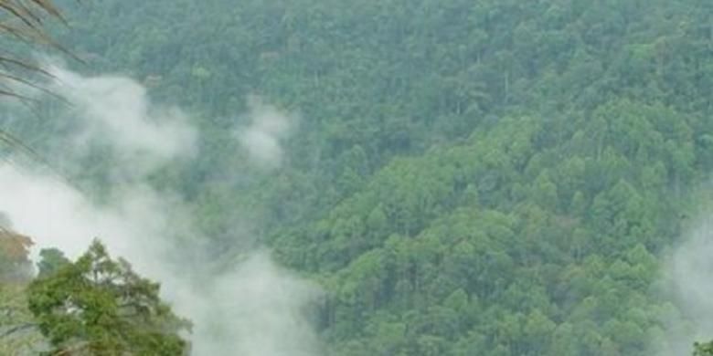 Kerusakan Hutan Belum Berhenti Selama Pandemi Halaman All Kompas Com
