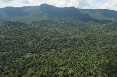 11 Hektar Hutan Lindung Gunung Bawang Rusak akibat Pembalakan Liar