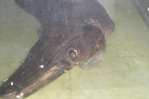 Dinilai Berbahaya, Ikan Aligator Dilarang Diperjualbelikan