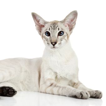 Ilustrasi kucing ras Oriental