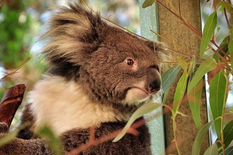 Koala di Caversham Wildlife Park, Perth, Australia.