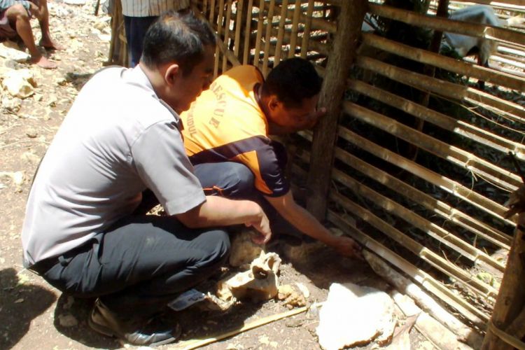 Warga dan Polisi Melihat Jejak Hewan Liar di Kandang Milik Satino