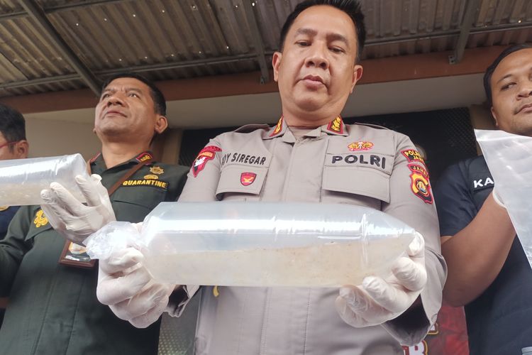Polresta Jambi Gagalkan Penyelundupan Benih Lobster dari Banten Senilai Rp 7,1 Miliar
