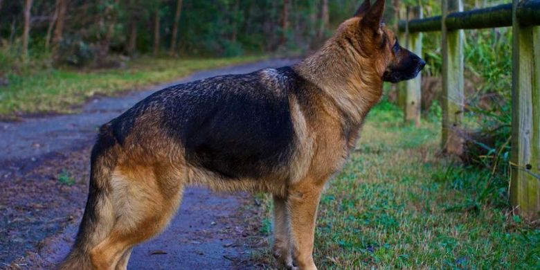 Anjing German Shepherd modern