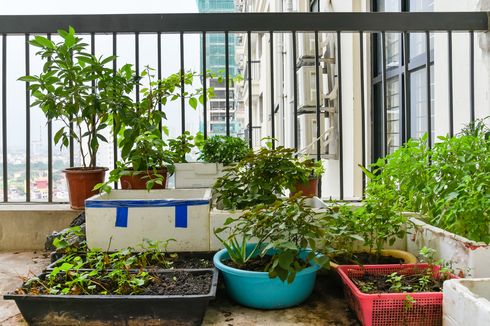 Ingin Berkebun di Balkon Apartemen? Perhatikan 5 Hal Ini Terlebih Dulu