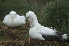 Dikenal sebagai Burung Setia, Albatros Ternyata Bisa Cerai
