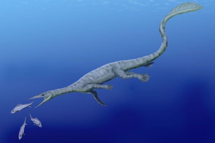 Ilustrasi salah satu spesies thalattosaurus, Endennasaurus acutirostris. Spesies dinosaurus dengan habitat perairan.