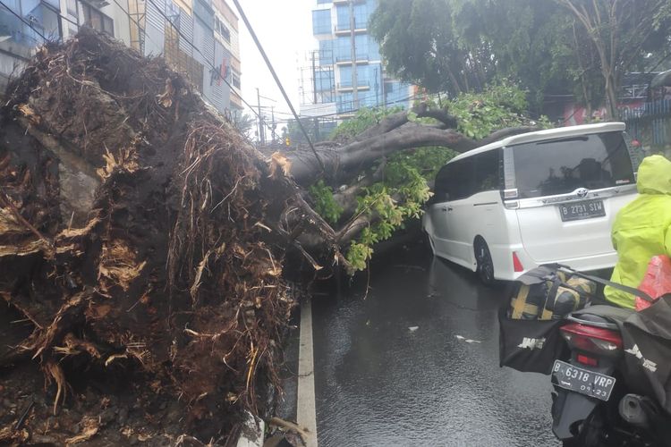 Pohon tumbang di Jalan Numun Raya Kebayoran Rama 
