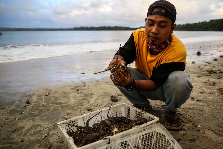 According to Minister of the Maritime Affairs and Fisheries Ministry, Edhy Prabowo, lobsters in Indonesia can produce approximately 27 billion lobster eggs.