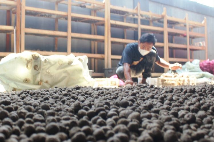 Seorang petani di Kabupaten Cianjur, Jawa Barat, sedang mengolah hasil panen umbo porang.